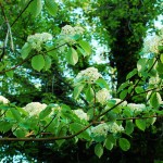 Cornus alternifolia (Pagoda Dogwood)